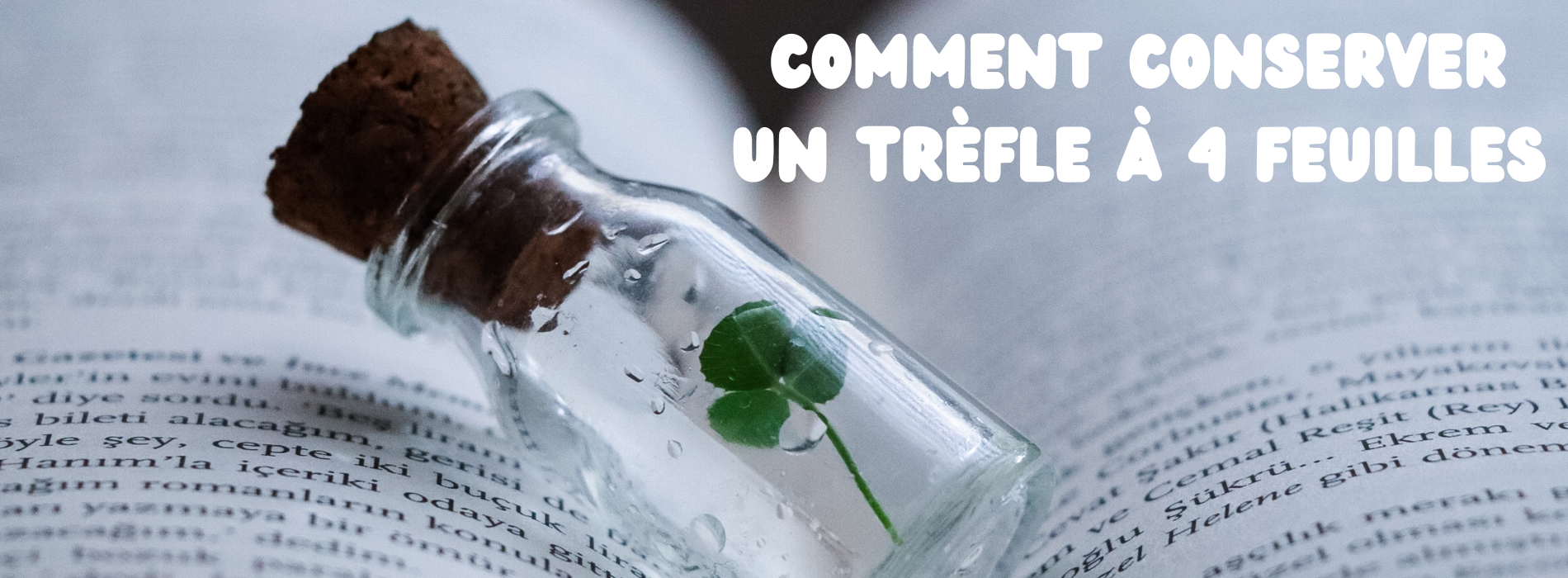 Comment conserver un trèfle à 4 feuilles ?