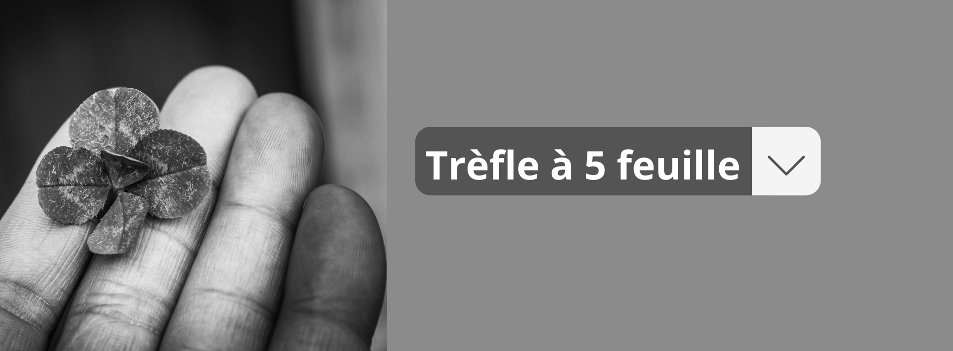 Trèfle à 5 Feuilles et Énergie Positive — Mythe ou Réel Pouvoir Spirituel ?
