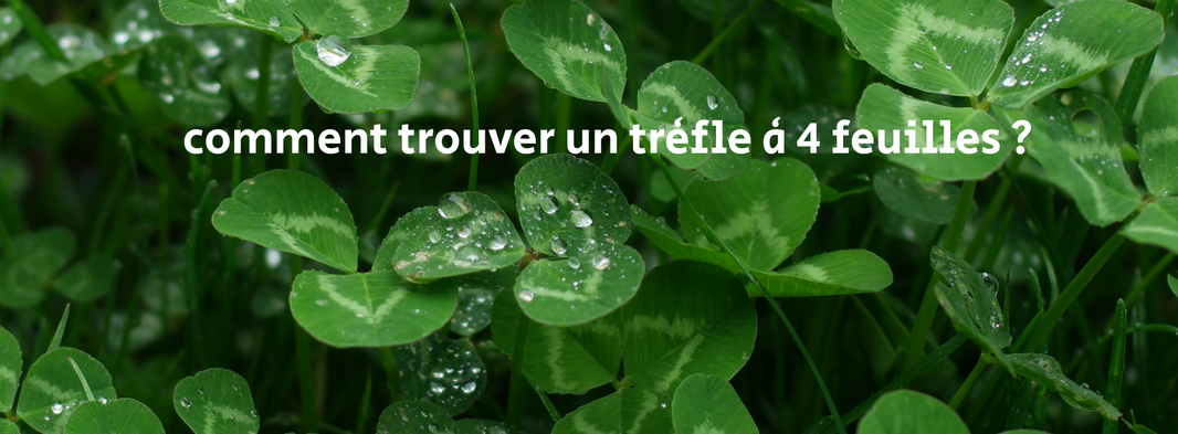 Comment trouver un trefle a 4 feuilles ?